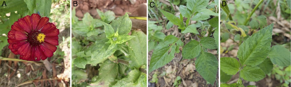 Identified for the first time in Brazil, plant viruses can attack commercial agricultural crops |  Energy and Science